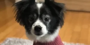 마정이 강아지 행동